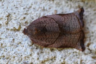 <i>Archips podana</i>