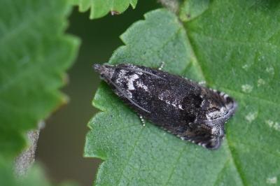 <i>Cydia splendana</i>
