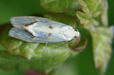 <i>Agapeta hamana</i>