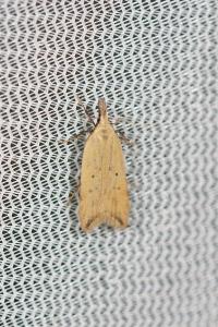 <i>Dichomeris limosella</i>