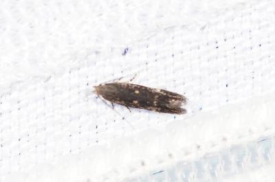 <i>Aproaerema</i>