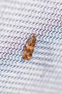 <i>Celypha cespitana</i>