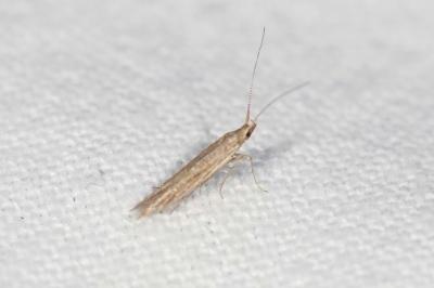 <i>Coleophora</i>
