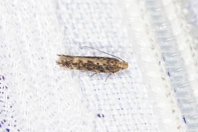 <i>Scrobipalpa</i>