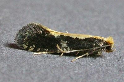 <i>Monopis obviella</i>