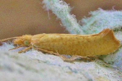 <i>Ypsolopha alpella</i>