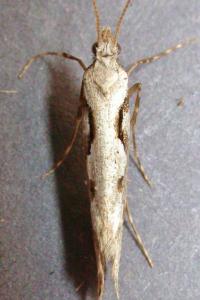 <i>Rhigognostis annulatella</i>
