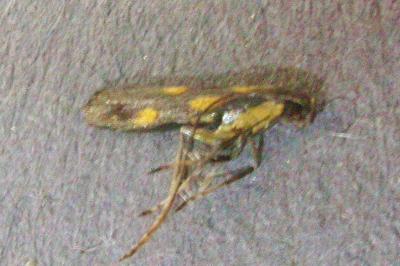 <i>Euspilapteryx auroguttella</i>