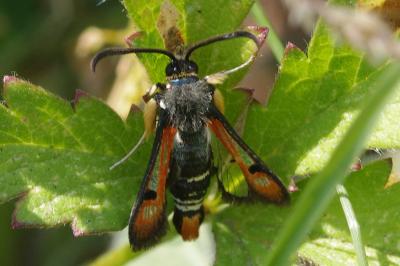 <i>Pyropteron chrysidiforme</i>