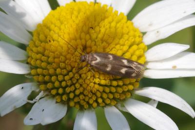 <i>Scythris scopolella</i>