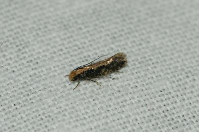 <i>Monopis crocicapitella</i>