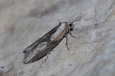 <i>Doloploca punctulana</i>