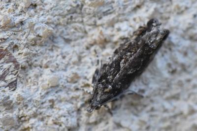 <i>Zeiraphera isertana</i>