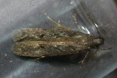 <i>Carpatolechia decorella</i>