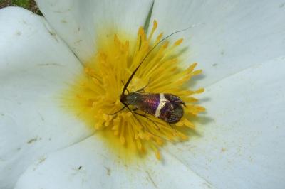 <i>Adela australis</i>