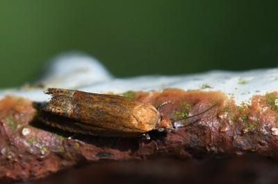 <i>Lathronympha strigana</i>