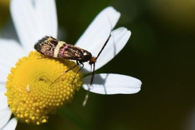 <i>Adela australis</i>