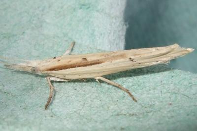 <i>Ypsolopha mucronella</i>