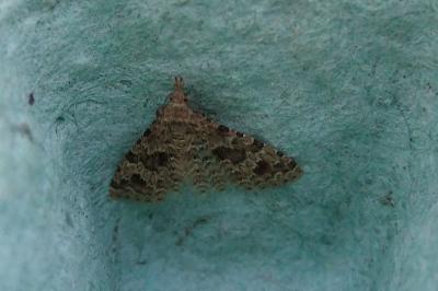 <i>Alucita hexadactyla</i>