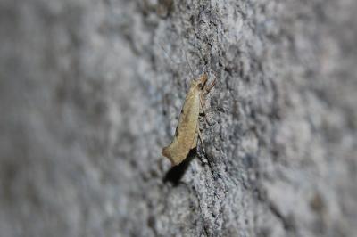 <i>Ypsolopha alpella</i>