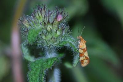 <i>Aethes tesserana</i>