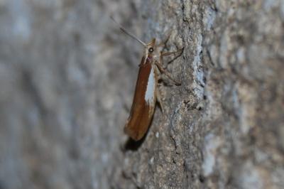 Ypsolopha parenthesella