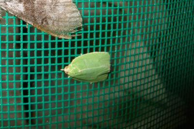 <i>Tortrix viridana</i>