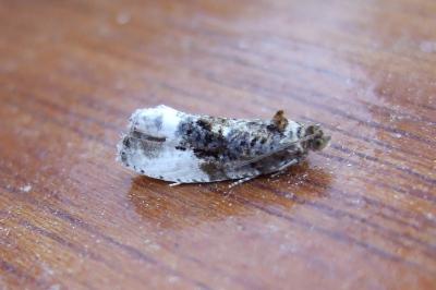 <i>Hedya nubiferana</i>