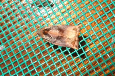 <i>Archips podana</i>