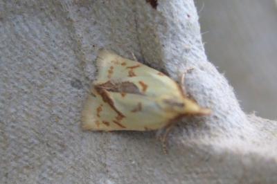 <i>Agapeta hamana</i>