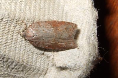 <i>Acleris</i>