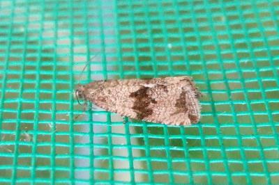 <i>Celypha striana</i>