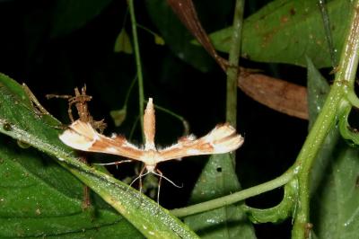 <i>Cnaemidophorus rhododactylus</i>