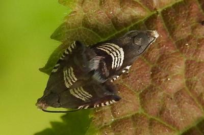 <i>Grapholita compositella</i>