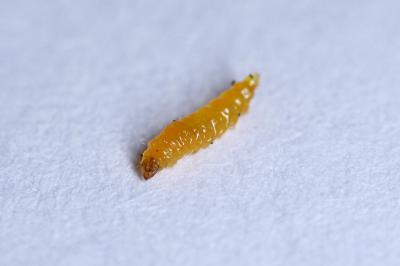 <i>Stigmella aurella</i>