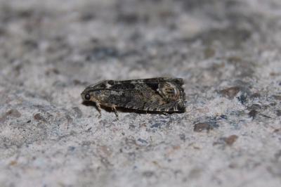 <i>Cydia splendana</i>