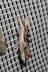 <i>Ypsolopha scabrella</i>
