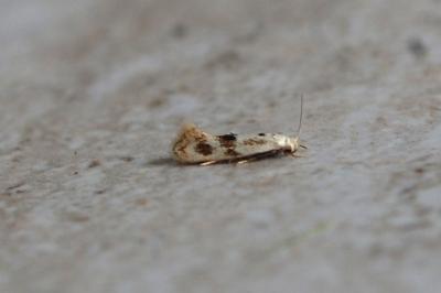 Elachista maculicerusella