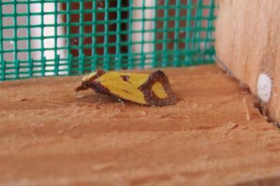 <i>Agapeta zoegana</i>