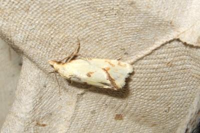 <i>Agapeta hamana</i>