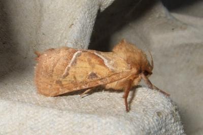 <i>Triodia sylvina</i>