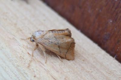 <i>Apoda limacodes</i>