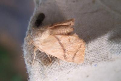 <i>Apoda limacodes</i>