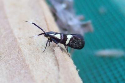 <i>Dasycera oliviella</i>