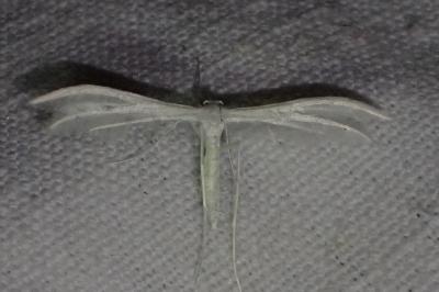 <i>Pterophorus pentadactylus</i>