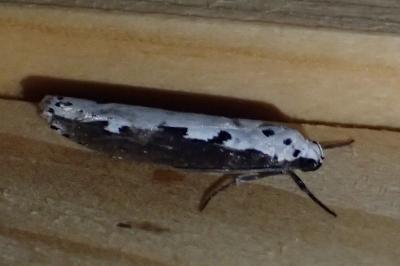 <i>Ethmia bipunctella</i>