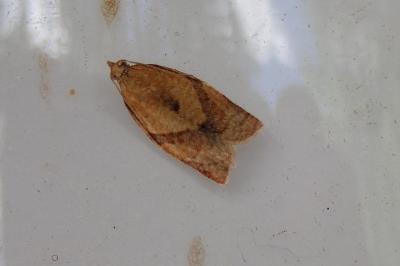 <i>Clepsis consimilana</i>