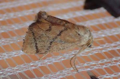 <i>Apoda limacodes</i>