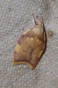 <i>Carcina quercana</i>