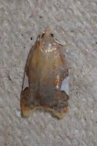<i>Acleris holmiana</i>